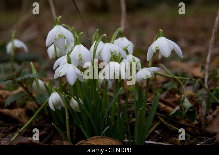 Schneeglöckchen (Galanthus) in ein Blatt übersäte Waldboden Stockfoto