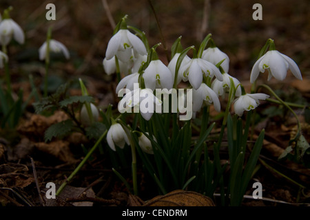 Schneeglöckchen (Galanthus) in ein Blatt übersäte Waldboden Stockfoto