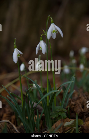 Schneeglöckchen (Galanthus) in ein Blatt übersäte Waldboden Stockfoto