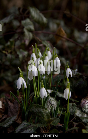 Schneeglöckchen (Galanthus) in ein Blatt übersäte Waldboden Stockfoto