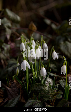 Schneeglöckchen (Galanthus) in ein Blatt übersäte Waldboden Stockfoto