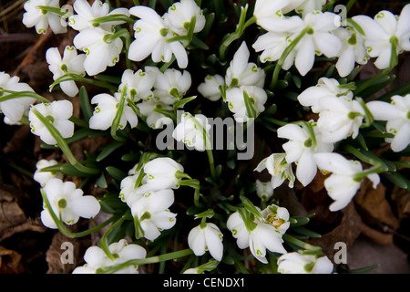 Schneeglöckchen (Galanthus) in ein Blatt übersäte Waldboden Stockfoto