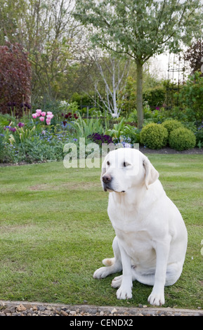 Der Wassergraben Garten Cara der Hund in der Grenze (an der Grenze) hinter Pflanzen umfasst Formschnitt Buxus (Box), Pulmonaria, Ajuga, Stockfoto