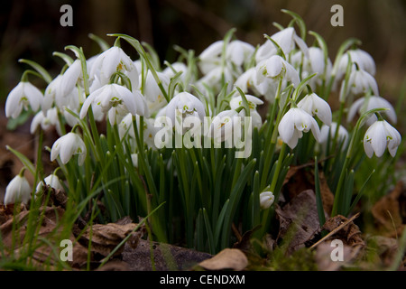 Schneeglöckchen (Galanthus) in ein Blatt übersäte Waldboden Stockfoto