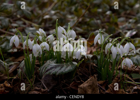 Schneeglöckchen (Galanthus) in ein Blatt übersäte Waldboden Stockfoto