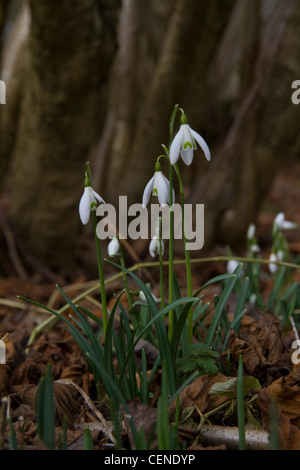 Schneeglöckchen (Galanthus) in ein Blatt übersäte Waldboden Stockfoto