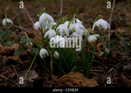 Schneeglöckchen (Galanthus) in ein Blatt übersäte Waldboden Stockfoto