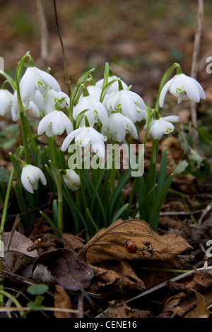 Schneeglöckchen (Galanthus) in ein Blatt übersäte Waldboden Stockfoto