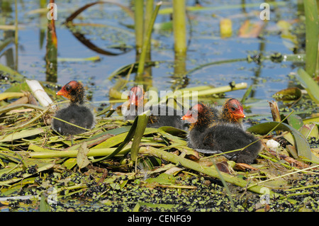 Eurasische Blässhuhn Fulica Atra Chicks on nisten fotografiert in Victoria, Australien Stockfoto