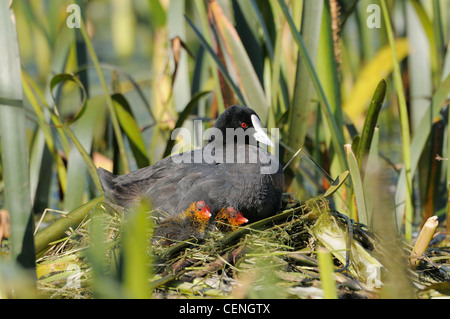 Eurasische Blässhuhn Fulica Atra Erwachsenen auf Nest mit Küken fotografiert in Victoria, Australien Stockfoto