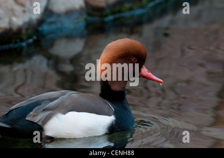 roten crested Tafelenten Ente im Teich schwimmen Stockfoto