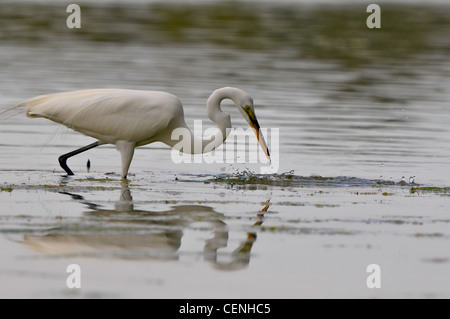 Florida Silberreiher Angeln im Teich Stockfoto