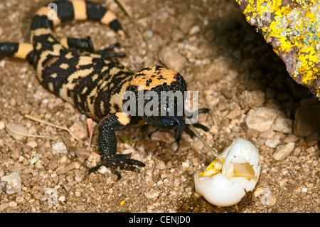 Gila Monster Heloderma Suspectum Suspectum Tucson, Arizona, Vereinigte Staaten von Amerika 21 Ei Mai unreif Essen Gambels Wachteln. Stockfoto