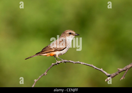 Vermilion Flycatcher Pyrocephalus Rubinus Tucson, Arizona, USA 22 können Erwachsene weibliche Tyrannidae Stockfoto