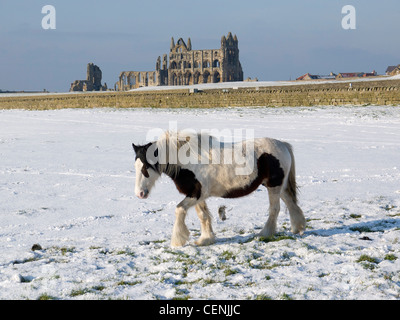 Ein Pferd in einem überdachten Schneefeld von Whitby Abtei im winter Stockfoto