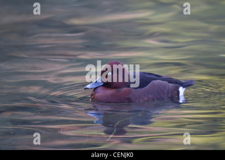 Moorente, Aythya nyroca, eisenhaltige Ente Stockfoto