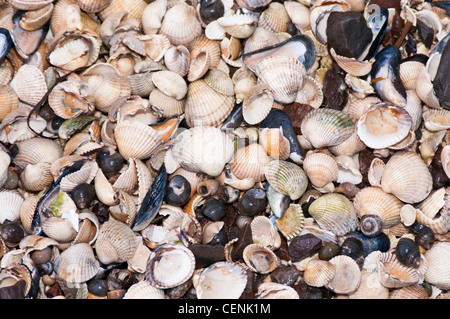 Viele leere Wellhornschnecke und Muschelschalen am Strand Stockfoto