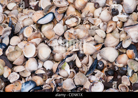Viele leere Wellhornschnecke und Muschelschalen am Strand Stockfoto