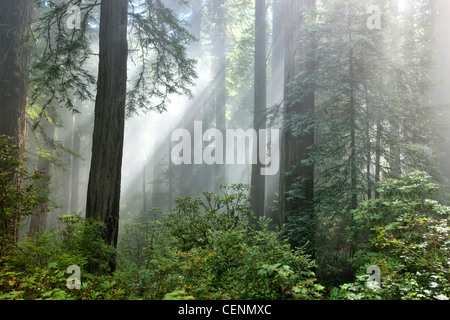 Rotholz-Wald "Sequoia sempervirens" Sonnenstrahlen, die durch frühen Morgennebel durchziehen. Stockfoto