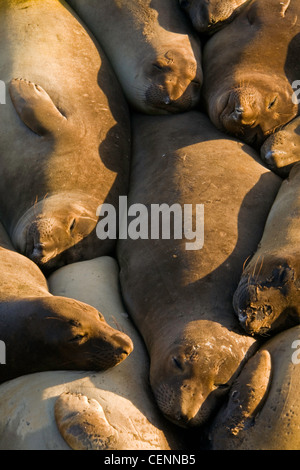 See-Elefanten (Mirounga Augustirostris) versammelten sich an einem Strand in der Nähe von Piedras Blancas, California, USA. Wild. Stockfoto