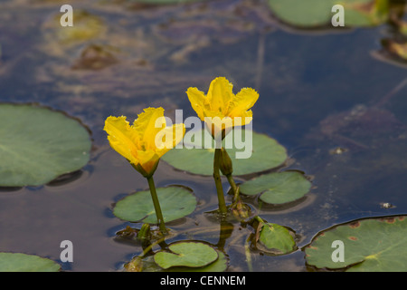 Europaeische Seekanne, Nymphoides peltata, gesäumte Seerose Stockfoto