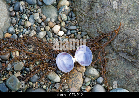 Algen, Muscheln und Kieselsteine angeschwemmt nach einem Sturm in der Straße von Georgia Vancouver Island. BC. Kanada.  SCO 8019 Stockfoto
