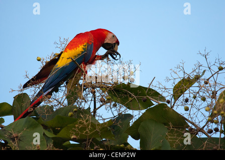 Hellroten Aras (Ara Macao), Carara Region, Costa Rica. Stockfoto