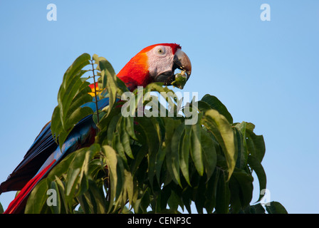 Hellroten Aras (Ara Macao), Carara Region, Costa Rica. Stockfoto