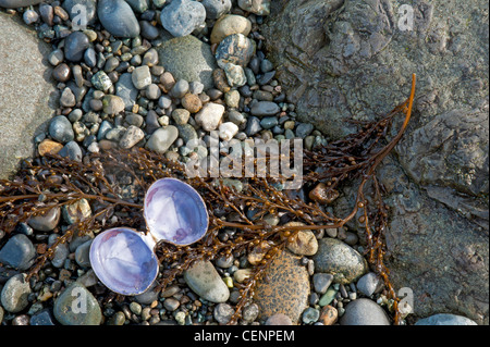 Algen, Muscheln und Kieselsteine angeschwemmt nach einem Sturm in der Straße von Georgia Vancouver Island. BC. Kanada.  SCO 8020 Stockfoto