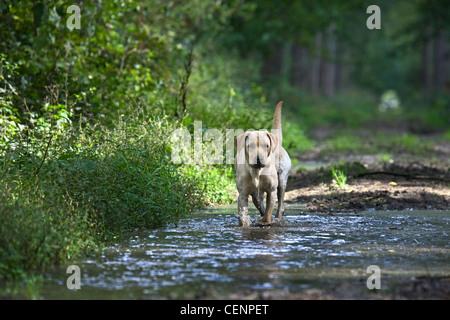 Labrador Hund zu Fuß durch das Wasser der schlammigen Pfütze auf Wanderweg im Wald, Belgien Stockfoto