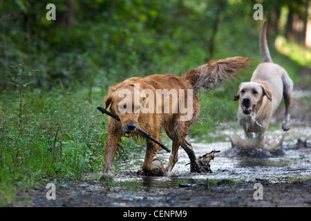 Golden Retriever und Labrador Hunde spielen und laufen mit Stock, durch schlammige Pfütze Weg im Wald, Belgien Stockfoto