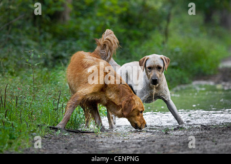 Durstig Golden Retriever und Labrador Hunde Trinkwasser aus schlammigen Pfütze auf dem richtigen Weg im Wald, Belgien Stockfoto