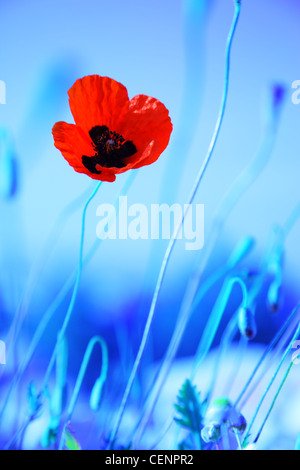 Roter Mohn Blumen Wiese auf blauem Hintergrund, Wildblumen-Feld Stockfoto