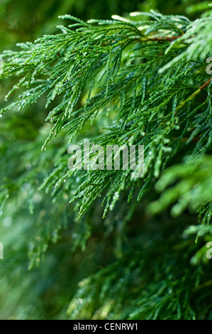 Eine Leyland Zypresse (Cupressus × leylandii), die oft als nur Leylandii, in einem Englischen Garten Hecke wächst. Stockfoto