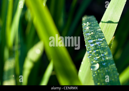 Regentropfen oder Tau an den Parallel-veined Flügeln einer Crocosmia-Anlage in einem englischen Garten. Stockfoto