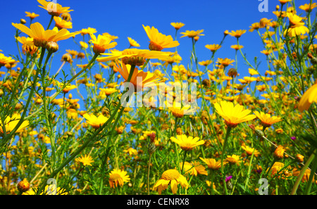 Frühling-Bereich der gelbe frische Gänseblümchen über blauen Himmel Stockfoto