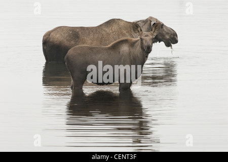 & Kalb Kuh Elch (Alces Alces) feed in einem Kettlehole Teich in den frühen Morgenstunden. Nat ' l Denali Park, Alaska. Stockfoto