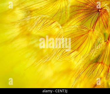 Abstrakte Blume Löwenzahn Hintergrund, extreme Nahaufnahme mit soft Focus, wunderschöne Natur details Stockfoto