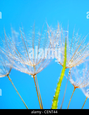 Weiche Löwenzahn Blüte Makro mit Tautropfen auf blauen Himmelshintergrund Stockfoto