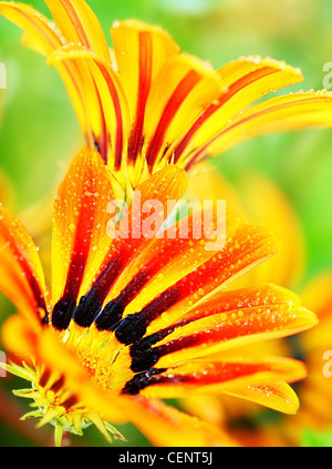 Schöne frische rote nassen Blütenköpfe, Frühling über grünen natürlichen Hintergrund, Leben Stockfoto