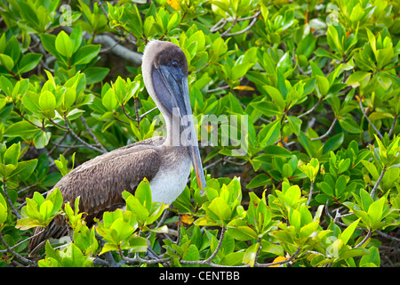 Pelikan ruht in die Mangroven auf Galapagos Stockfoto