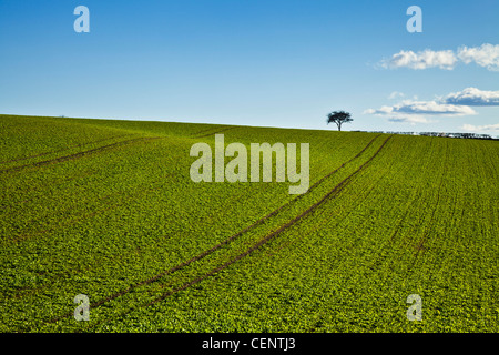 Einsamer Baum in grünen Wiese in der Nähe von Mansfield Nottinghamshire England UK GB EU Europa Stockfoto