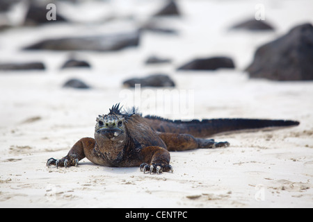 Ein marine Iguana zu Fuß am Strand auf Galapagos Stockfoto