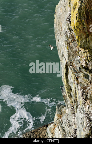 Eine Landung auf South Stack Anglesey hereinkommen Guillemot Stockfoto