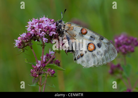 Apollofalter Stockfoto