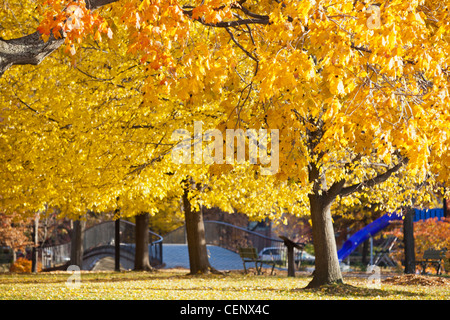 Herbstliche Bäume mit einem Steg in einem Park Esplanade Boston, Boston, Massachusetts, USA Stockfoto