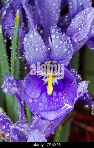 Zwerg Sibirische Schwertlilie (Iris Sibirica), "kleine Schwester", fallenden Regentropfen. Stockfoto