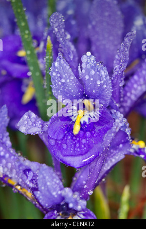 Zwerg Sibirische Schwertlilie (Iris Sibirica), "kleine Schwester", fallenden Regentropfen. Stockfoto