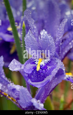 Zwerg Sibirische Schwertlilie (Iris Sibirica), "kleine Schwester", fallenden Regentropfen. Stockfoto