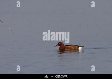 Moorente, Aythya nyroca, eisenhaltige Ente Stockfoto